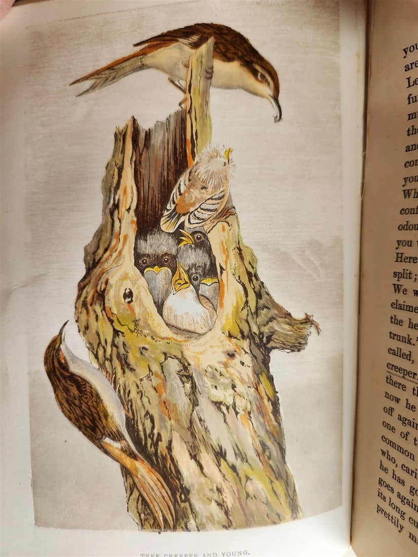 1878 COUNTRY WALKS of a NATURALIST with HIS CHILDREN antique ILLUSTRATED - 8