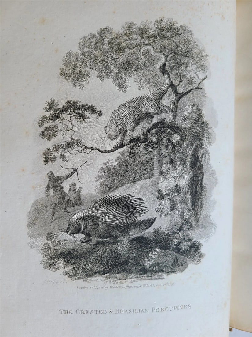 1805 CABINET of QUADRUPEDS ILLUSTRATED 2 FOLIO VOLUMES antique in ENGLISH - 5