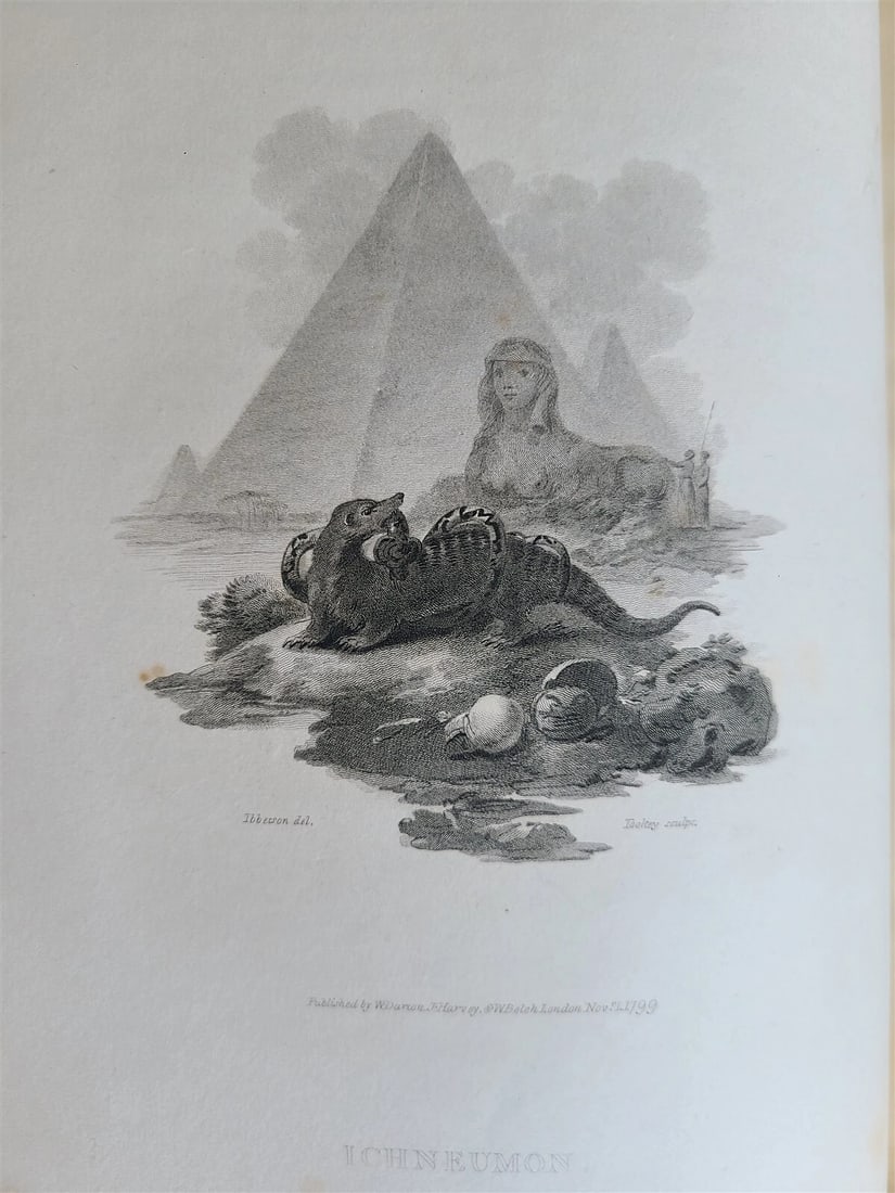 1805 CABINET of QUADRUPEDS ILLUSTRATED 2 FOLIO VOLUMES antique in ENGLISH - 9