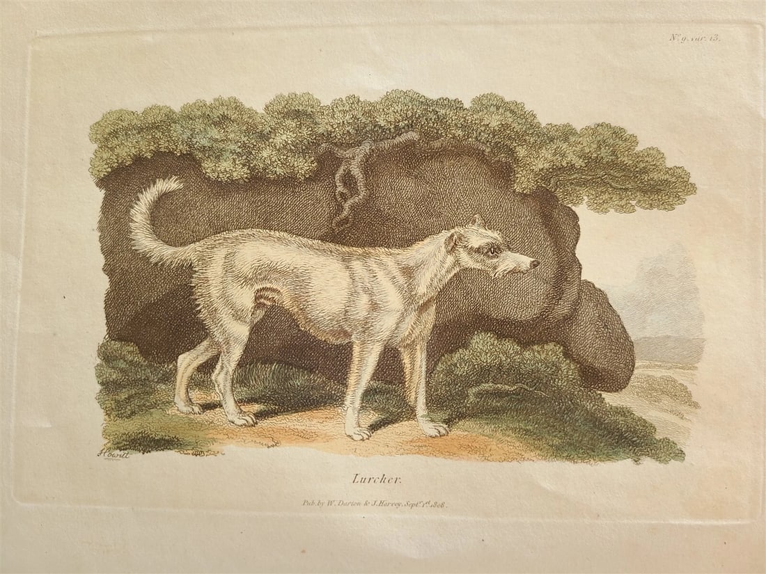 1809 BRITISH QUADRUPEDS by BINGLEY 2 VOLS FULLY ILLUSTRATED antique in ENGLISH - 9