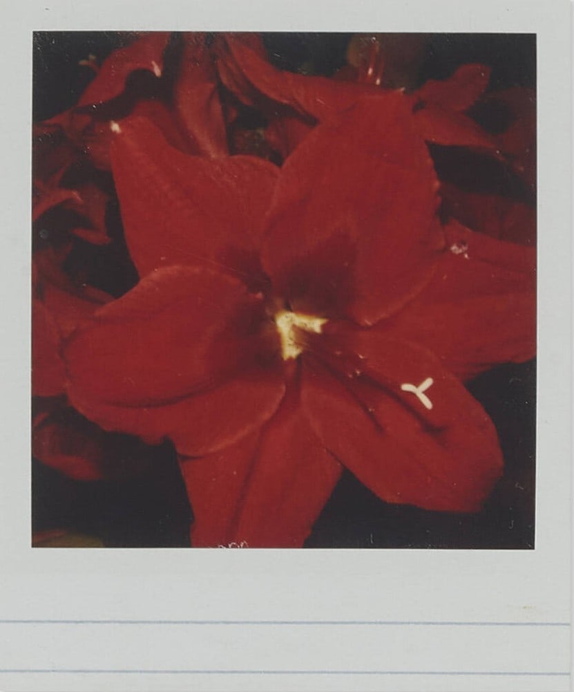 NOBUYOSHI ARAKI UNTITLED PRINTS - 3