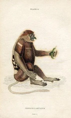 1833, Proboscis Monkey Print, Original Antique Monkey Engraving, England - 3