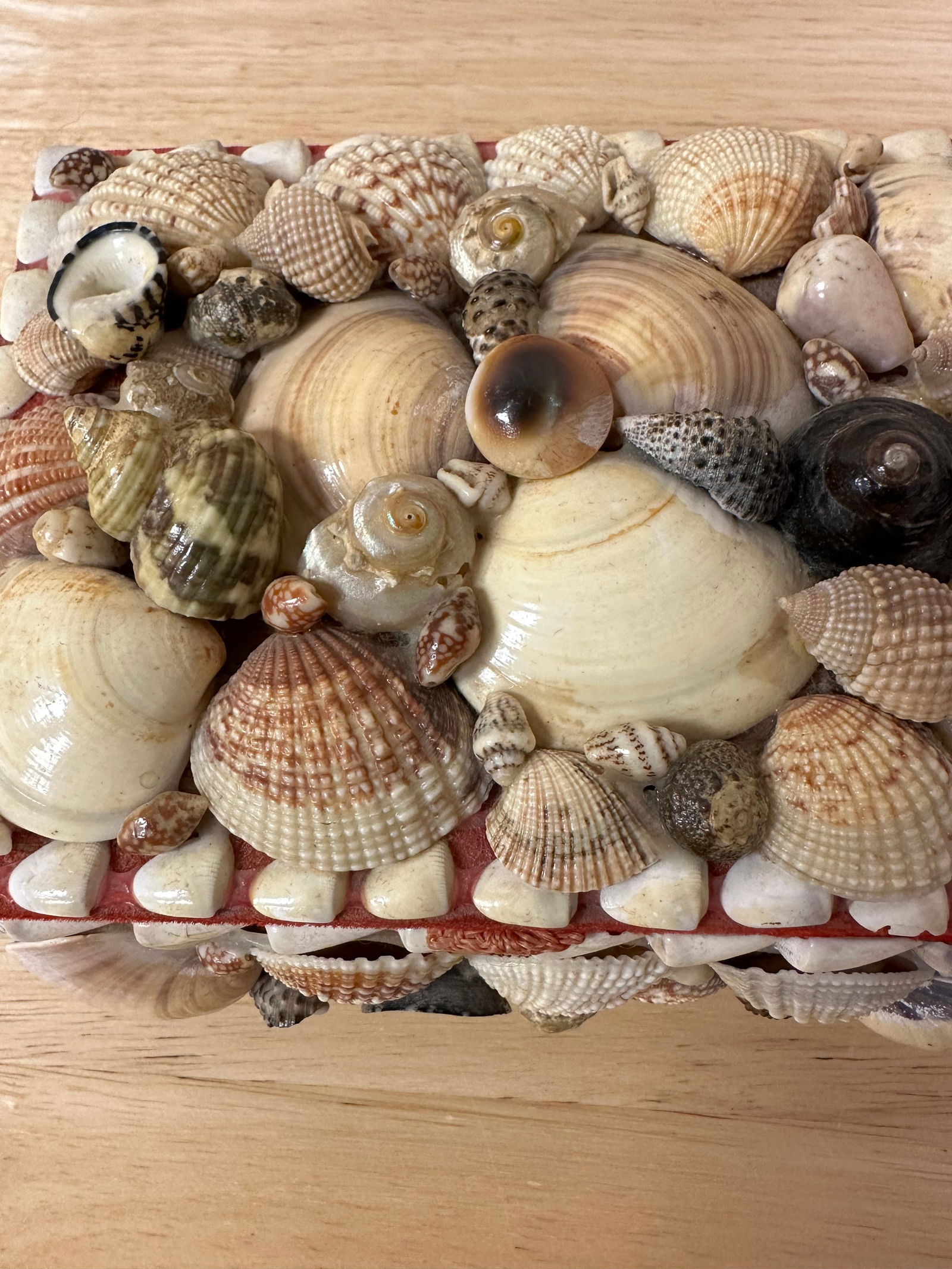 Mid 20th Century Natural Seashell Encrusted Box Red Lining - 4