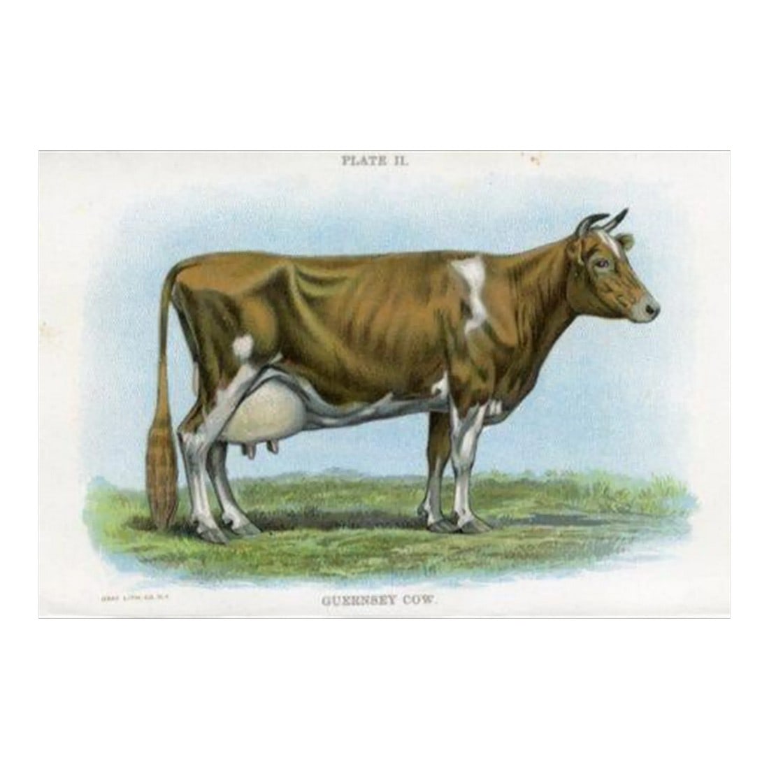 1913, Guernsey Cow Print, Original Antique Cow Print, Lithograph, United States: Original lithograph print of the Guernsey Cow. Appeared in an early 1900s folio featuring popular breeds of cows raised on American dairy farms. Year: 1913 Country: United States Type of print: 