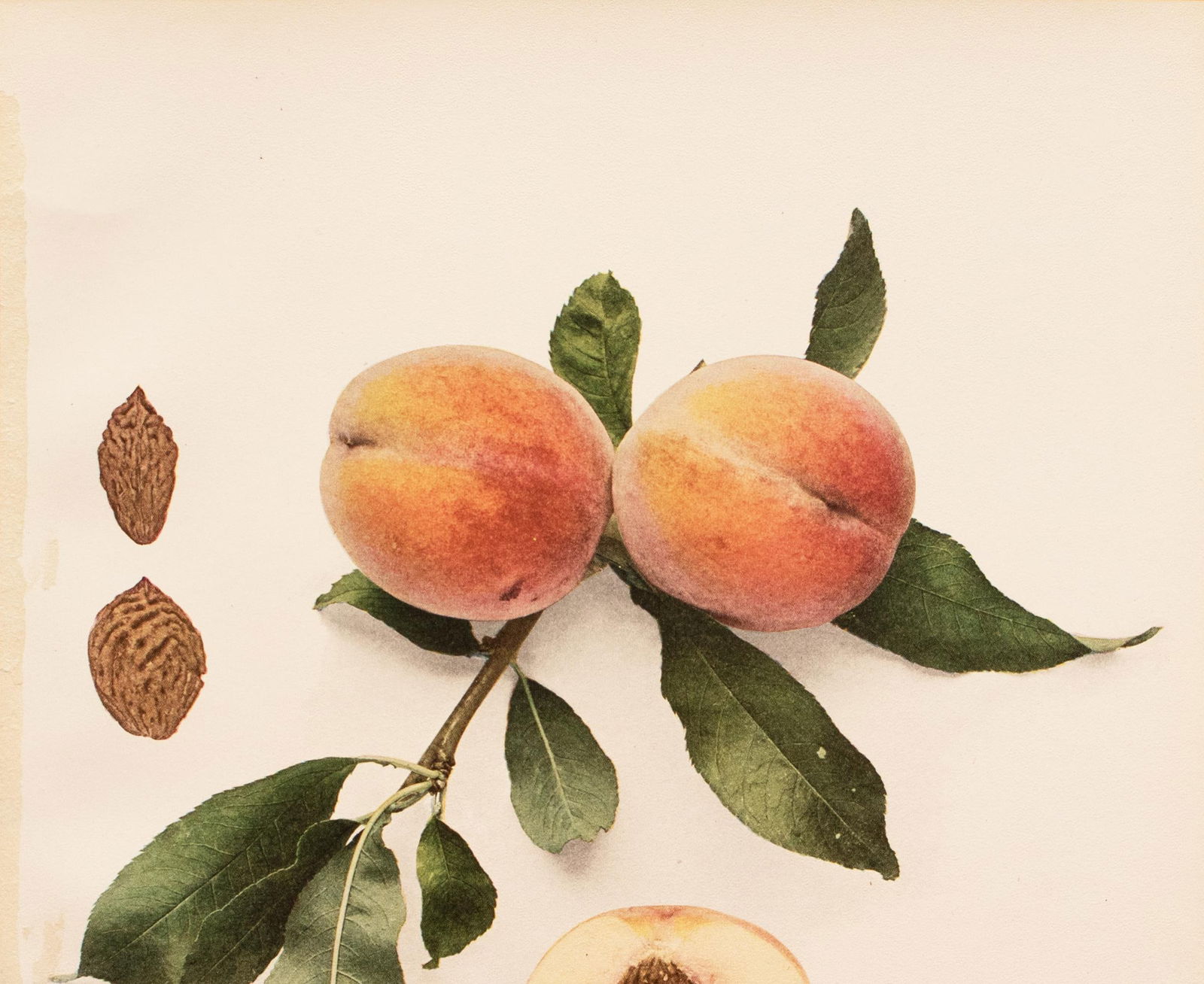 1900s U. P. Hedrick, Original Antique Photogravure of Thurber Peaches - 3