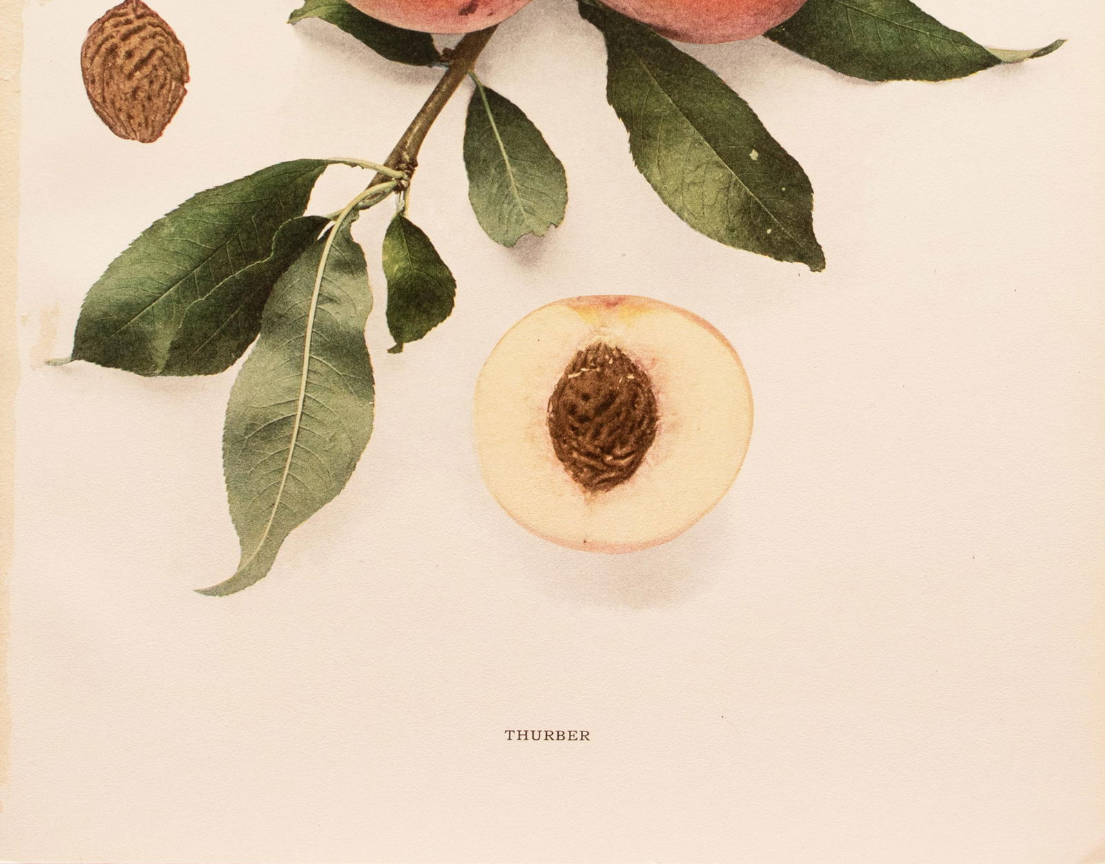 1900s U. P. Hedrick, Original Antique Photogravure of Thurber Peaches - 4