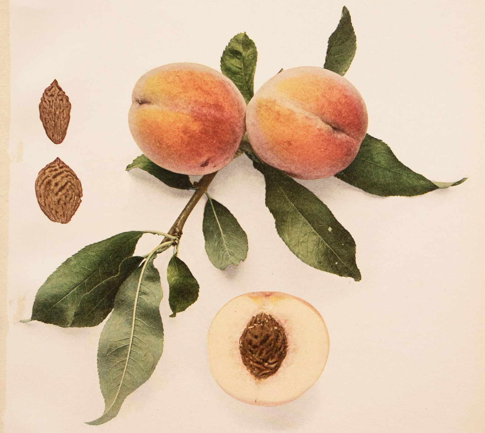 1900s U. P. Hedrick, Original Antique Photogravure of Thurber Peaches - 5