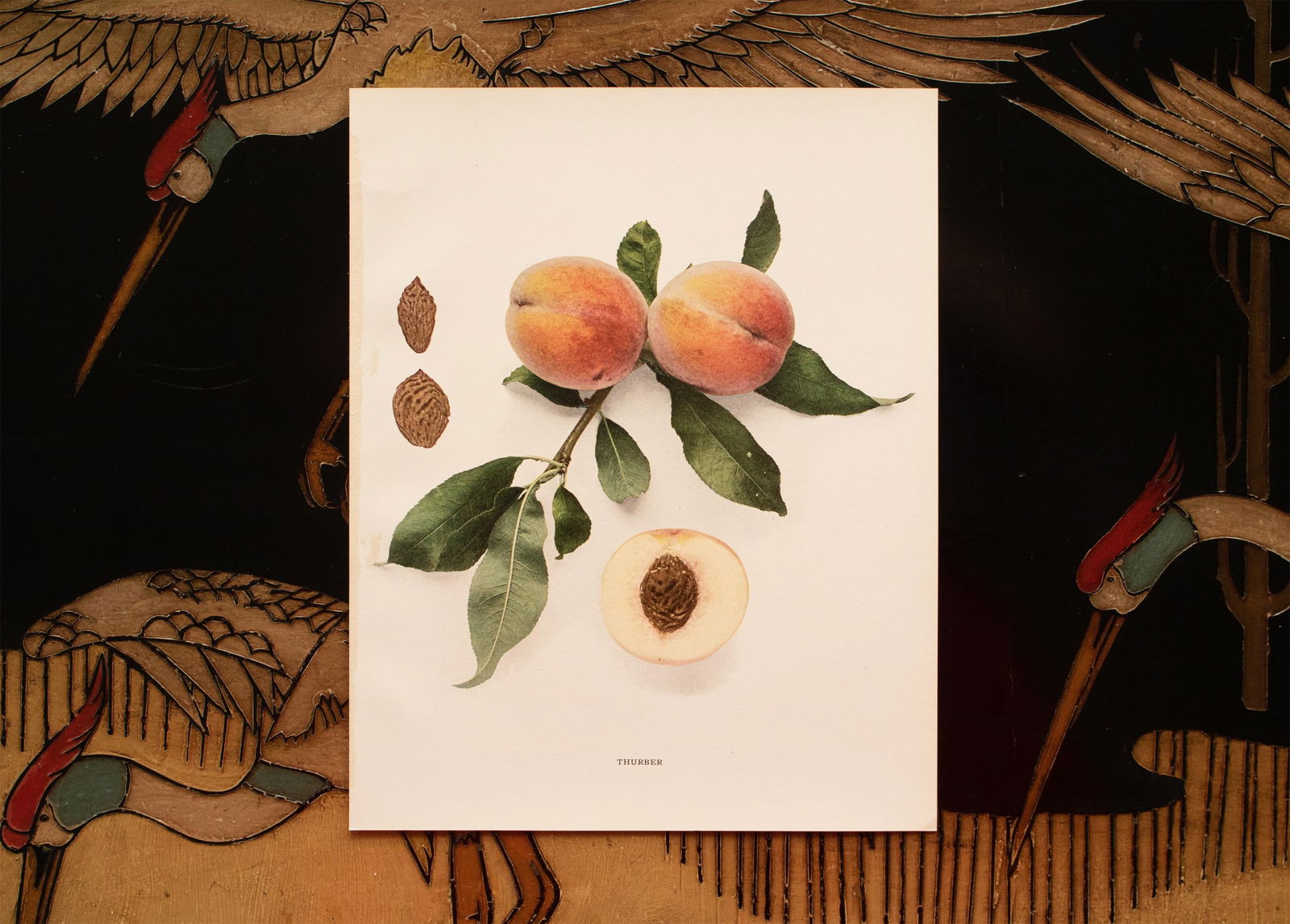 1900s U. P. Hedrick, Original Antique Photogravure of Thurber Peaches - 6