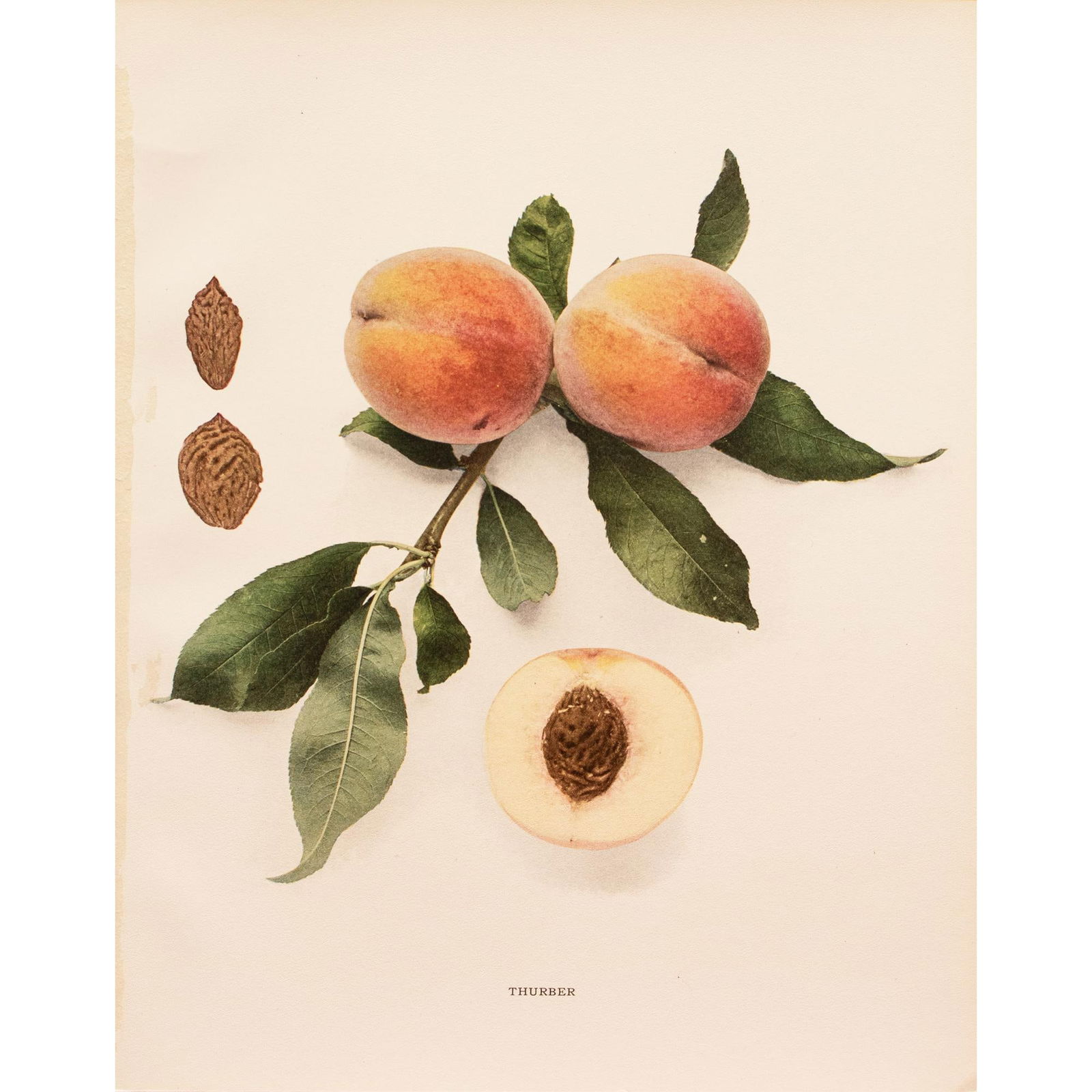 1900s U. P. Hedrick, Original Antique Photogravure of Thurber Peaches - 7