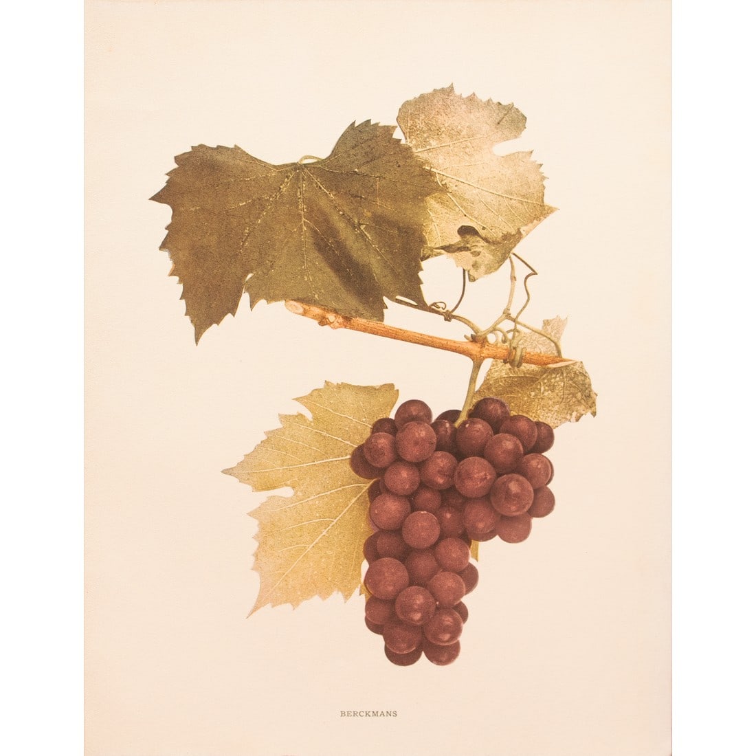 1900s U. P. Hedrick, Original Antique Photogravure of Berckmans Grapes: A magnificent original antique photogravure (print) of Berckmans Grapes by Ulysses Prentiss Hedrick (1870-1951). Superb quality. Printed on one side on heavy paper. Published and printed in early 1900