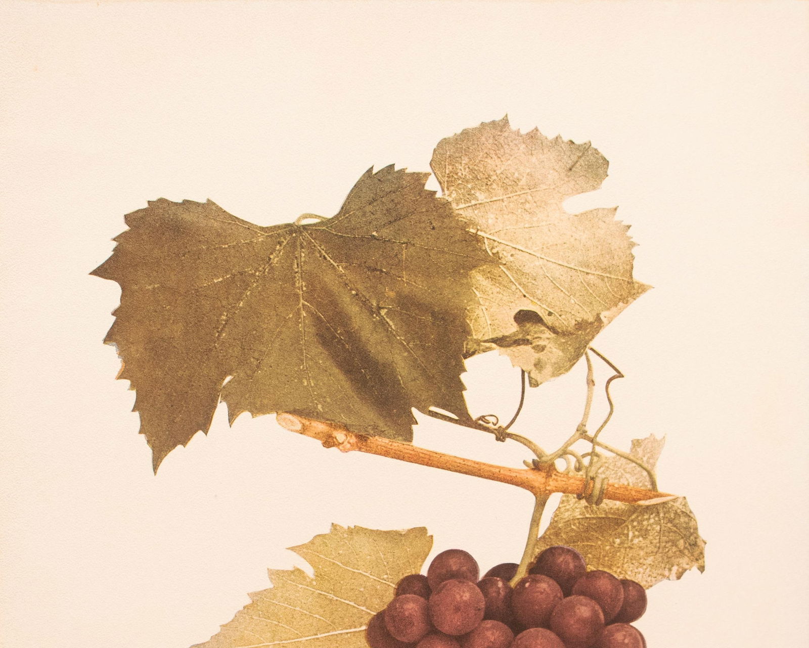 1900s U. P. Hedrick, Original Antique Photogravure of Berckmans Grapes - 3