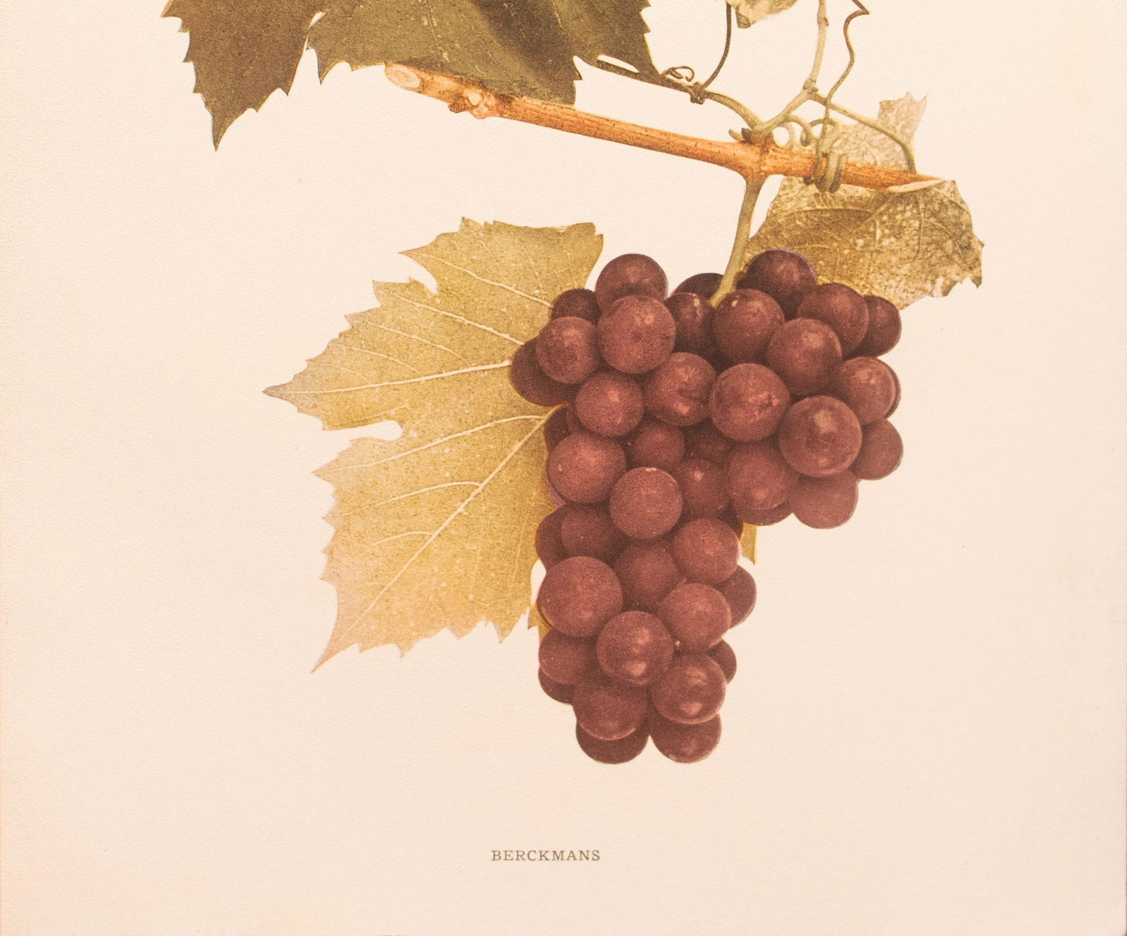 1900s U. P. Hedrick, Original Antique Photogravure of Berckmans Grapes - 4