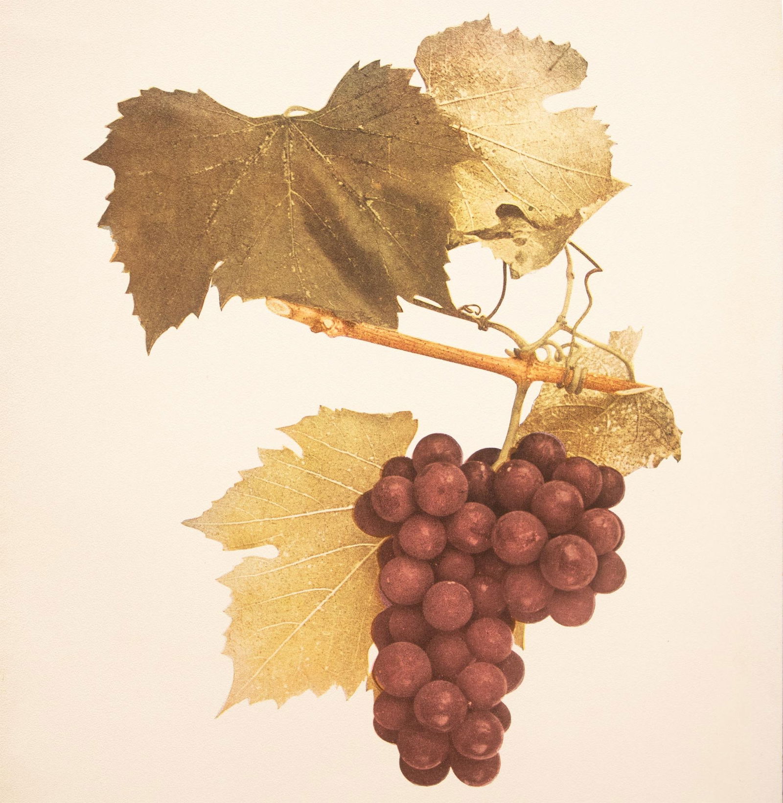1900s U. P. Hedrick, Original Antique Photogravure of Berckmans Grapes - 5