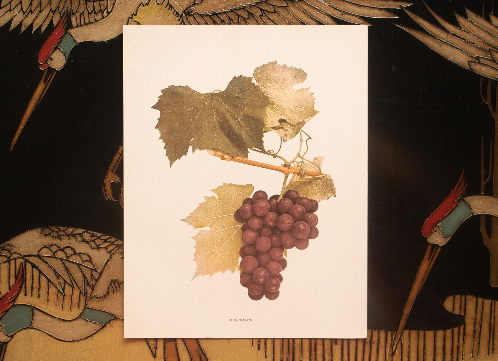 1900s U. P. Hedrick, Original Antique Photogravure of Berckmans Grapes - 6