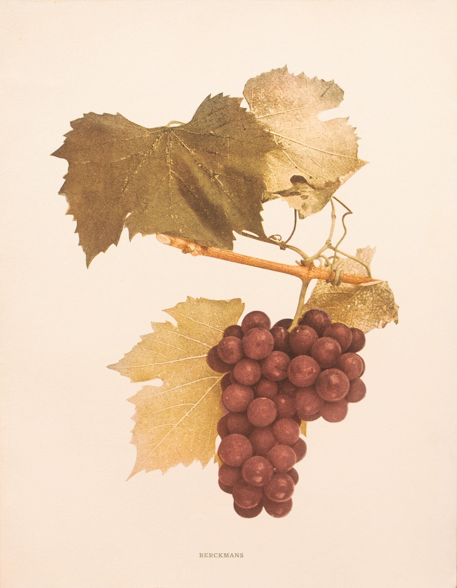1900s U. P. Hedrick, Original Antique Photogravure of Berckmans Grapes - 7