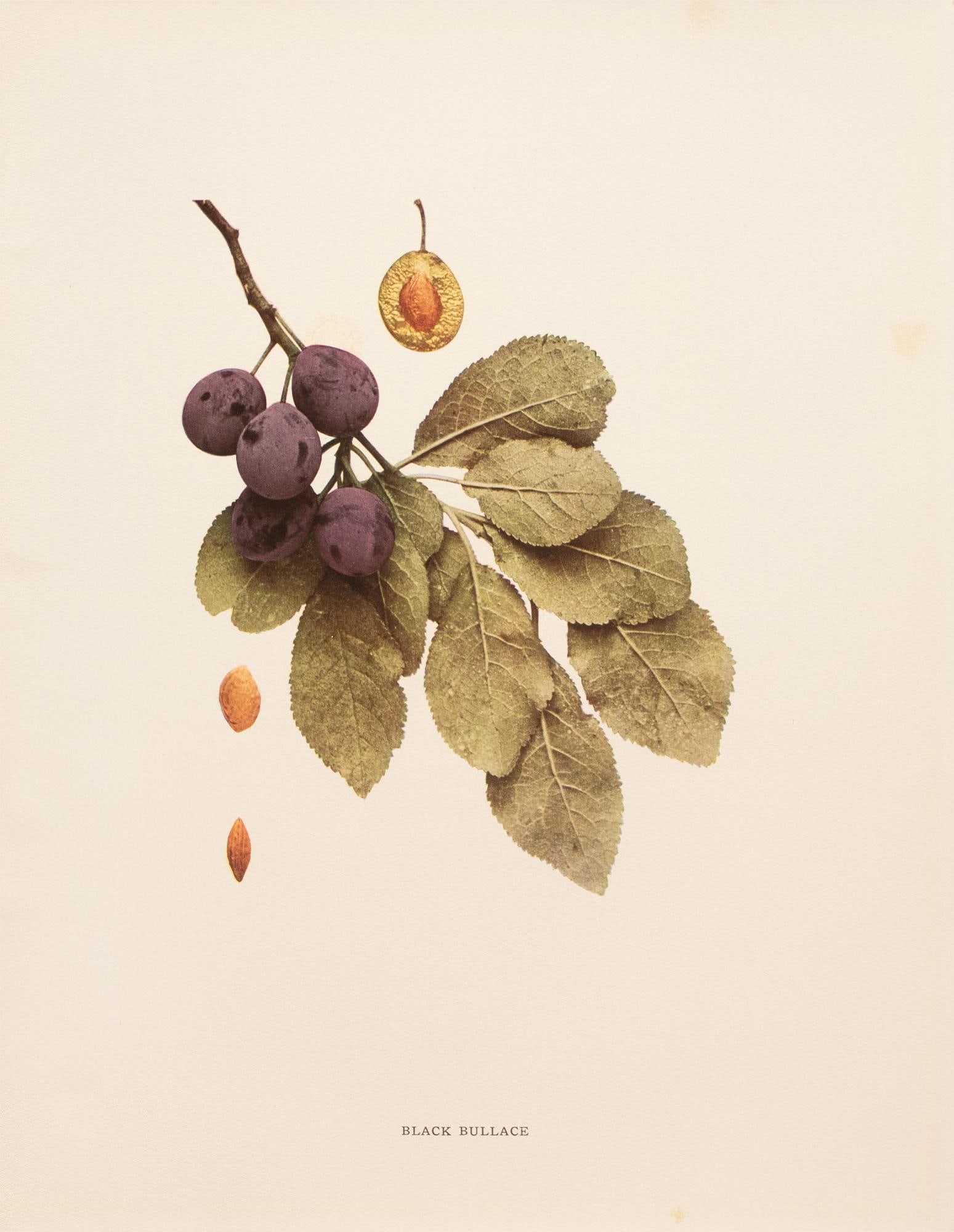 1900s U. P. Hedrick, Original Antique Photogravure of Black Bullace Plums - 2
