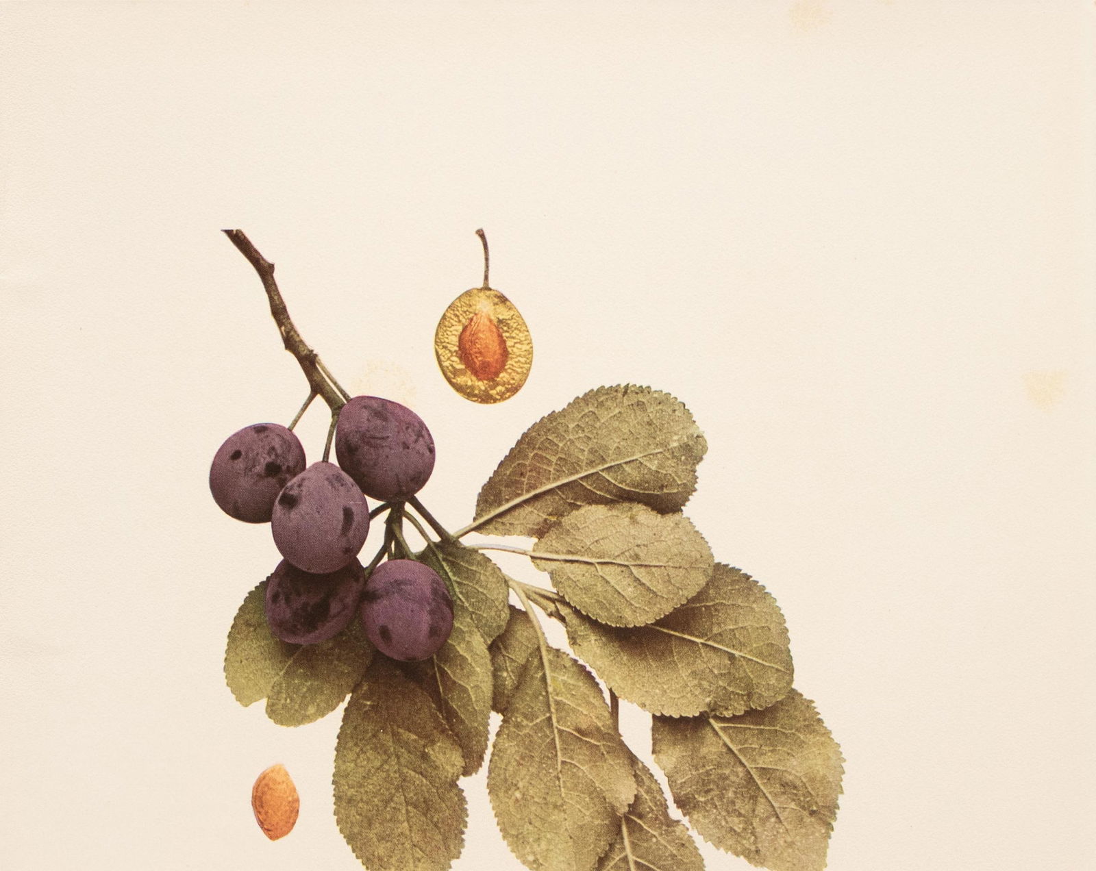 1900s U. P. Hedrick, Original Antique Photogravure of Black Bullace Plums - 3