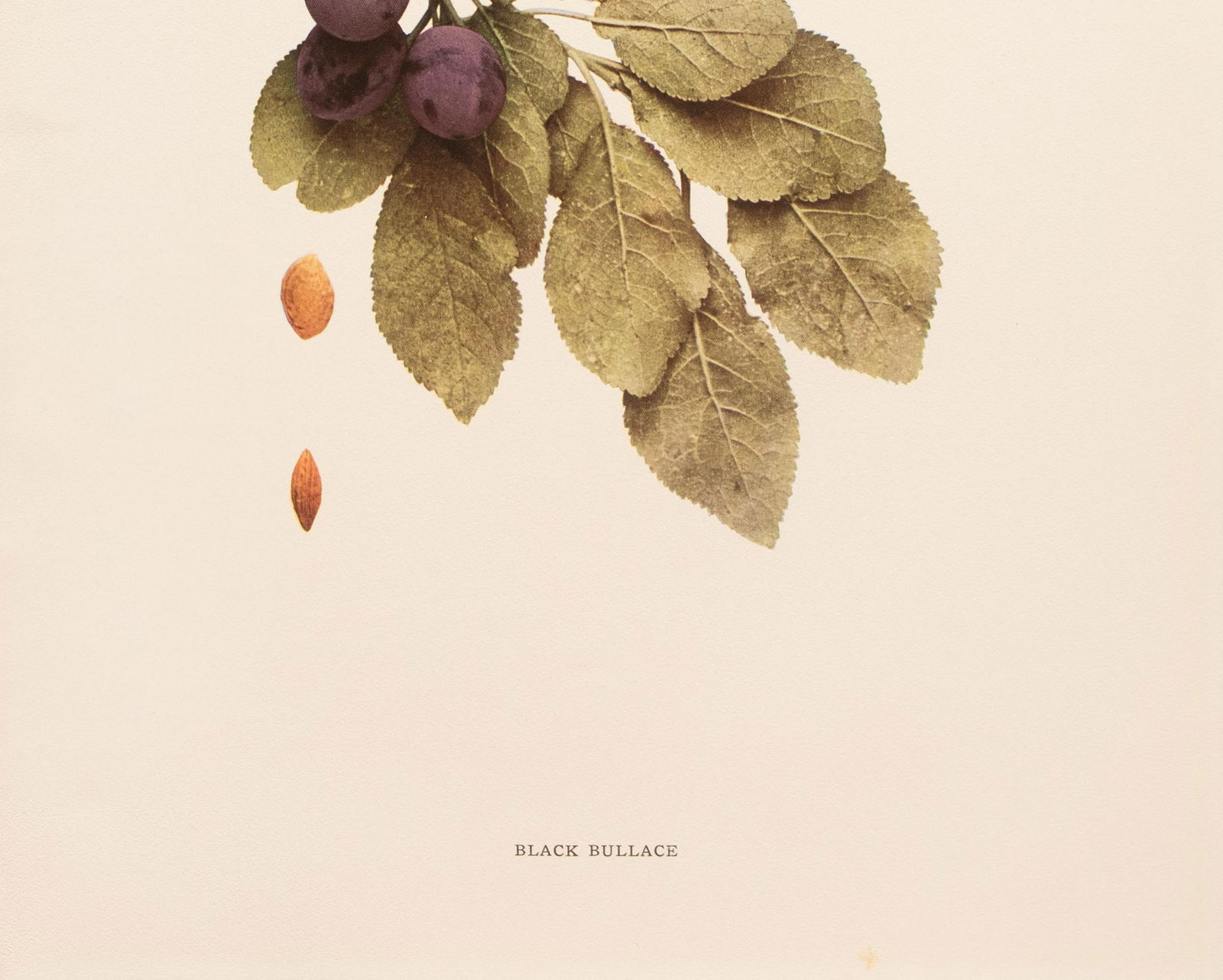 1900s U. P. Hedrick, Original Antique Photogravure of Black Bullace Plums - 4