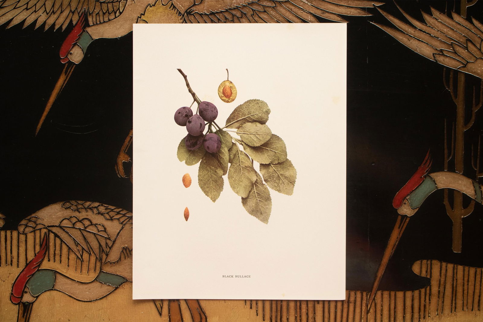 1900s U. P. Hedrick, Original Antique Photogravure of Black Bullace Plums - 6