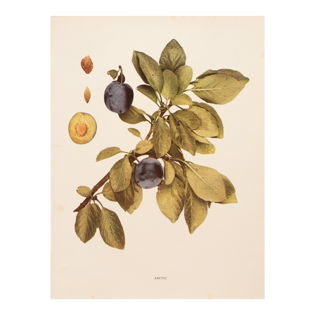 1900s U. P. Hedrick, Original Antique Photogravure of Arctic Plums: A magnificent original antique photogravure (print) of Arctic Plums by Ulysses Prentiss Hedrick (1870-1951). Superb quality. Printed on one side on heavy paper. Published and printed in early 1900s. V