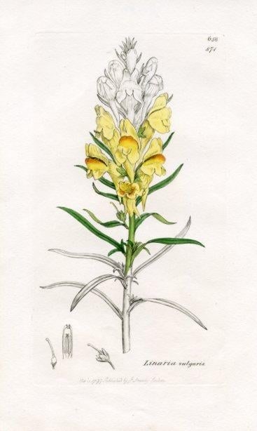 1840s, Yellow Toadflax Botanical Print by James Sowerby, Original Antique Botanical Engraving, Engla - 2