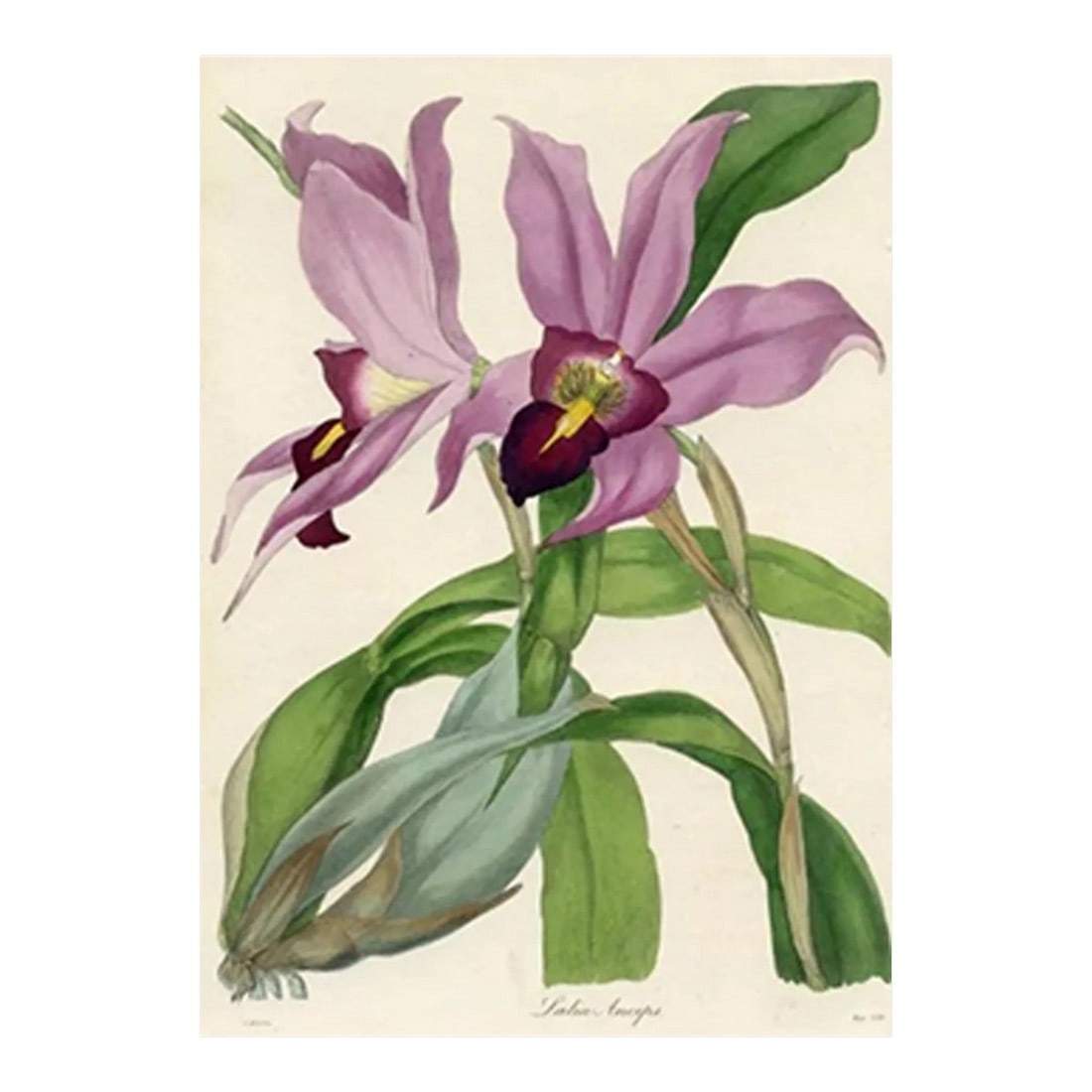 1837, Laelia Orchid Botanical Print From Joseph Paxton, Antique Hand-Colored Lithograph, England (1 of 2)