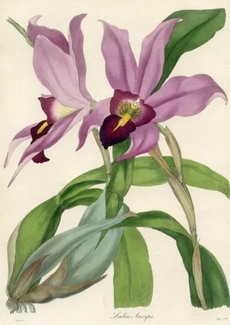 1837, Laelia Orchid Botanical Print From Joseph Paxton, Antique Hand-Colored Lithograph, England - 2