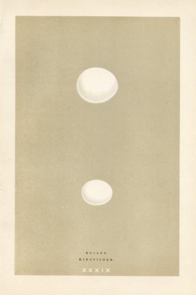 1890s, Kingfisher Bird Egg Print, Original Antique Egg Print, Engraving, England - 2