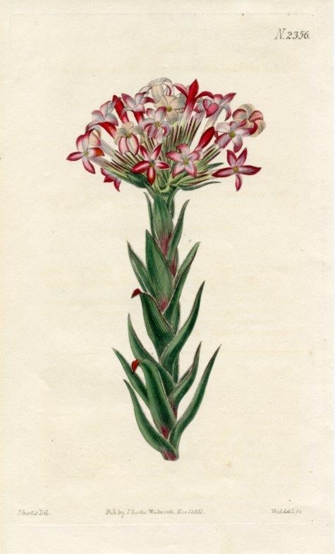 1822, Red Crassula Botanical Print, Curtis's Botanical Magazine, Original Antique Botanical Print, E - 2