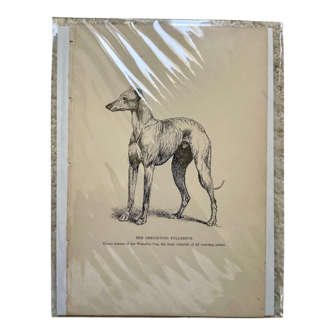 Antique Print of Greyhound: Charming antique print of Greyhound. Condition: Alterations: Original Condition Unaltered Imperfections: Some Imperfections Condition Notes: Good antique condition. Dimensions: Height: 8.5 in.
