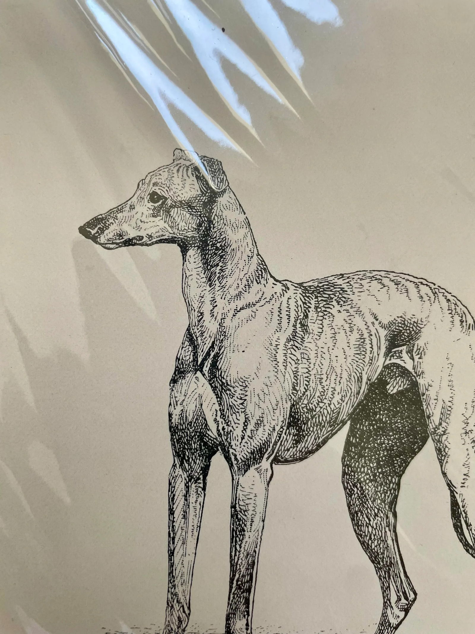 Antique Print of Greyhound - 2