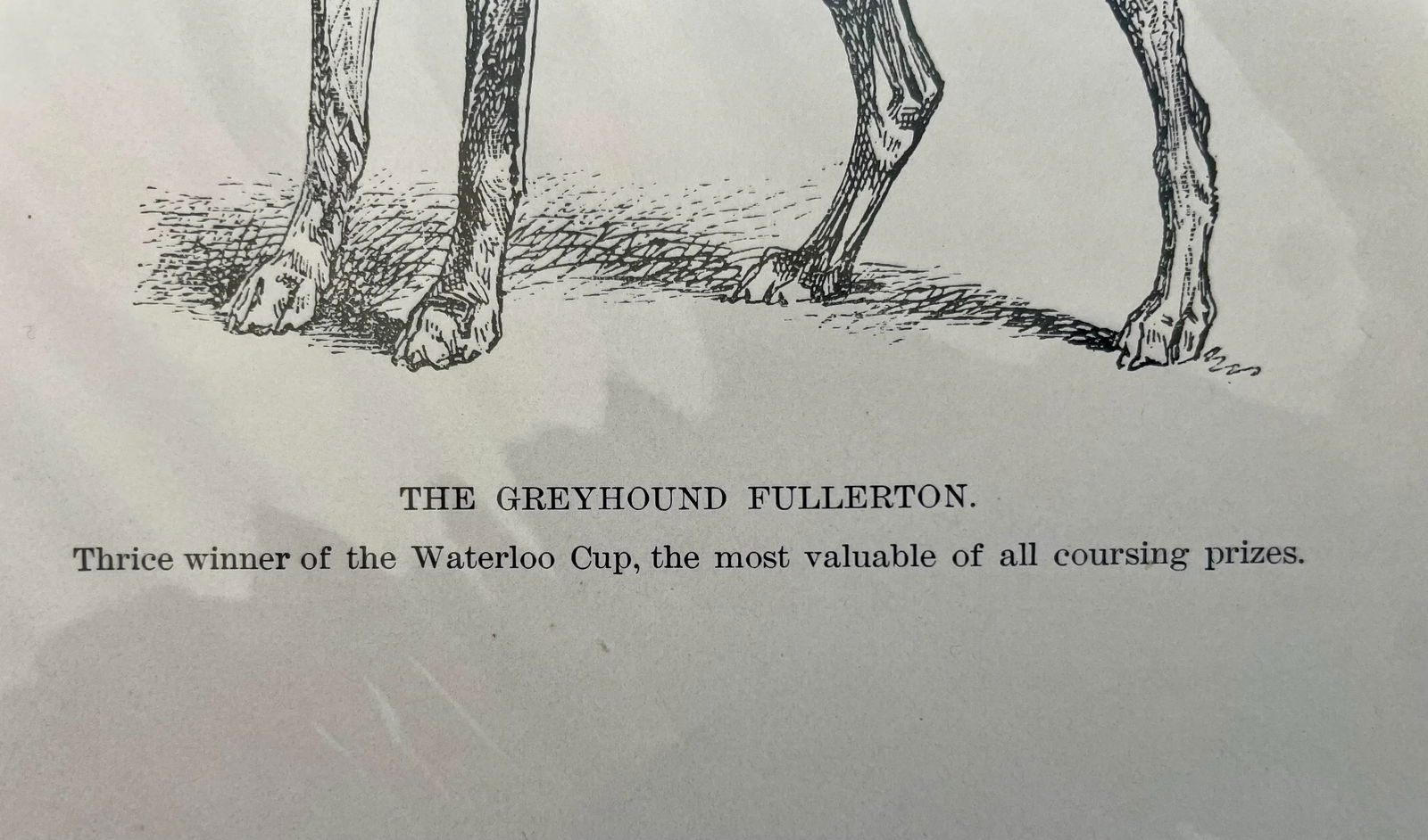 Antique Print of Greyhound - 3