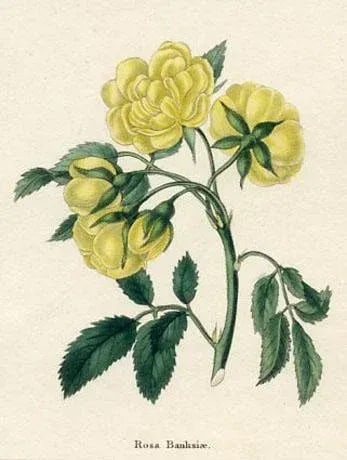 1829, Rose Botanical Print, the Botanic Garden, Original Antique Botanical Print, Engraving, Hand Co - 2