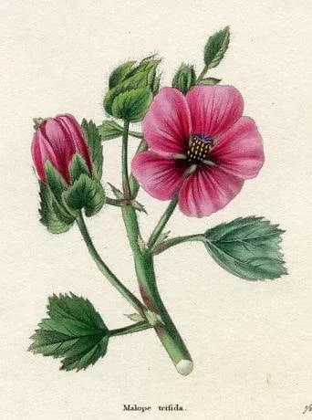 1829, Monkey-Flower Botanical Print, the Botanic Garden, Original Antique Botanical Print, Engraving - 2