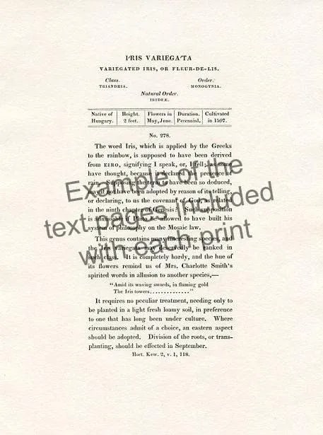 1829, Monkey-Flower Botanical Print, the Botanic Garden, Original Antique Botanical Print, Engraving - 3