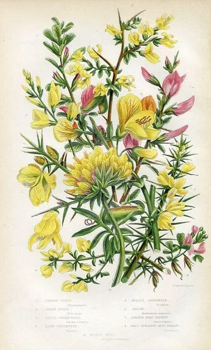 1870s, Furze Botanical Print by Anne Pratt, Original Antique Botanical Print, Lithograph, England - 2