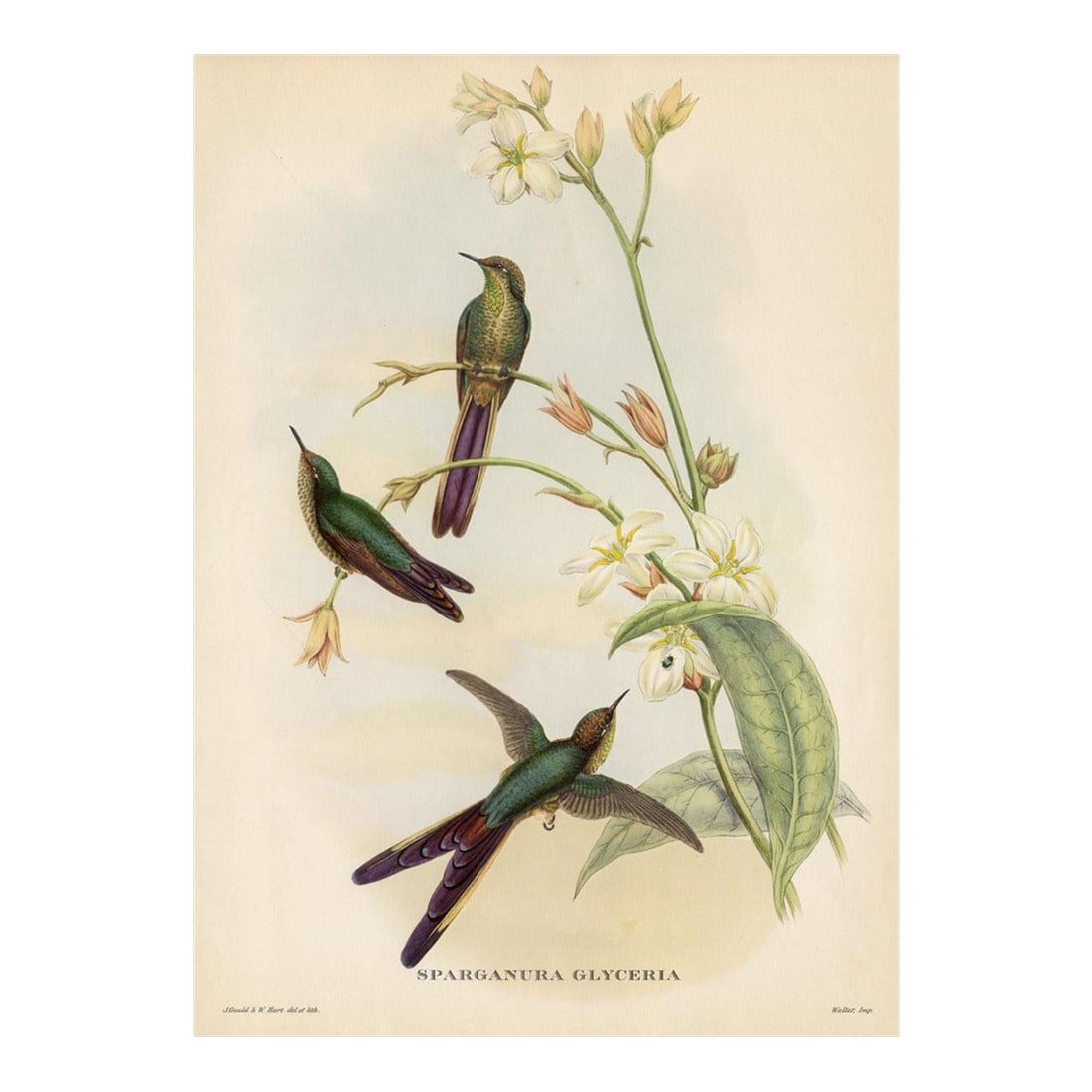 1950s, Hummingbird Print, Tropical Bird Print by John Gould, Original Vintage Bird Print, Color Lith (1 of 2)