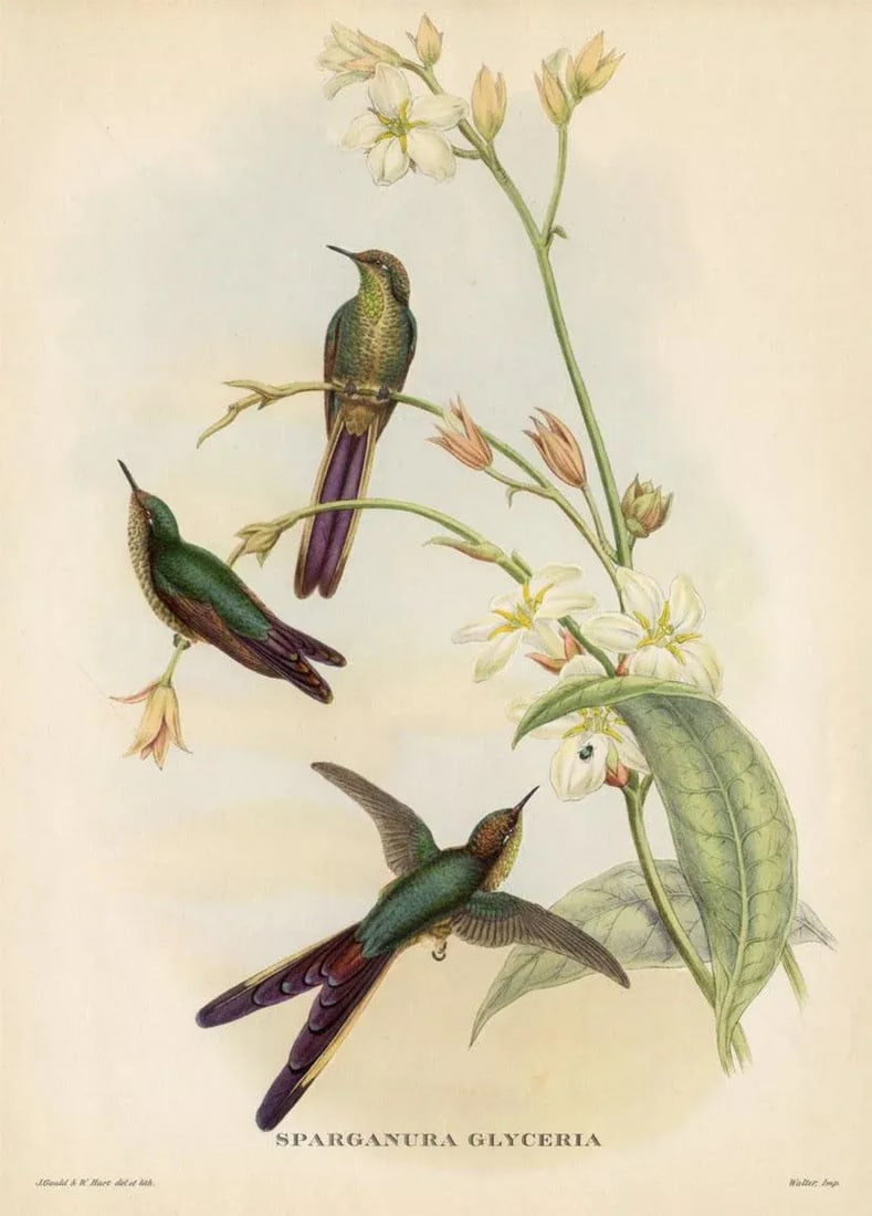 1950s, Hummingbird Print, Tropical Bird Print by John Gould, Original Vintage Bird Print, Color Lith - 2