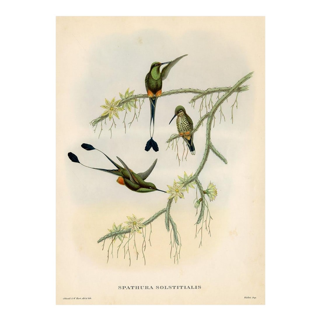 1950s, Hummingbird Print, Tropical Bird Print by John Gould, Original Vintage Bird Print, Color Lith (1 of 2)