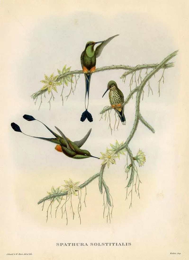 1950s, Hummingbird Print, Tropical Bird Print by John Gould, Original Vintage Bird Print, Color Lith - 2