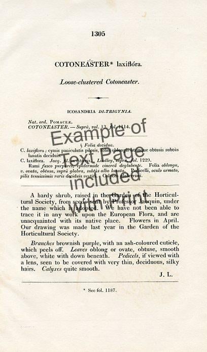 1834, Hyacinth Botanical Print, the Botanical Register, Original Antique Botanical Print, Engraving, - 3