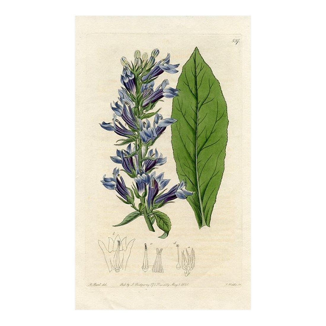 1821, American Lobelia Botanical Print, the Botanical Register, Original Antique Botanical Print, En (1 of 3)