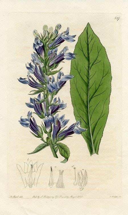 1821, American Lobelia Botanical Print, the Botanical Register, Original Antique Botanical Print, En - 2