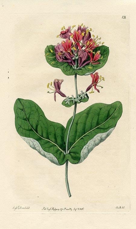 1816, American Honeysuckle Botanical Print, the Botanical Register, Original Antique Botanical Print - 2