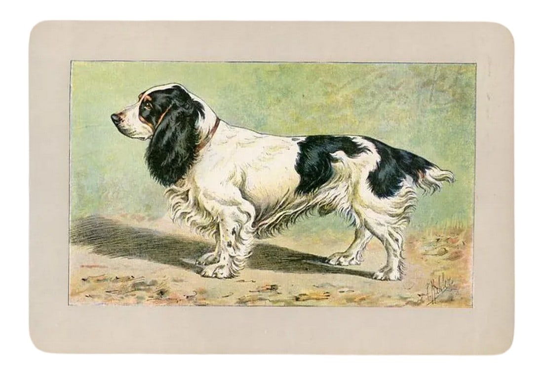1907, Field Spaniel, Original Antique French Dog Print: Original antique color lithograph print of the Field Spaniel from an early 1900s guide to Dogs and Game published by a French manufacturer of hunting gear and bicycles. Print is carefully packaged