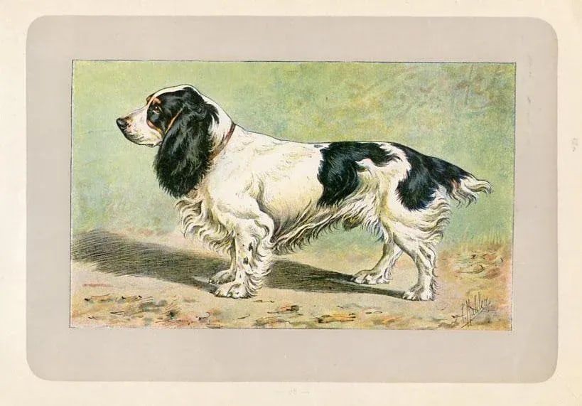 1907, Field Spaniel, Original Antique French Dog Print - 2