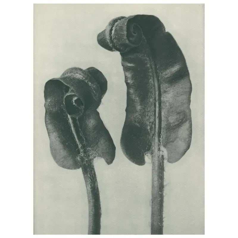 1928 Scolopendrium Vulgare, Original Period Photogravure N36 by Karl Blossfeldt - 2