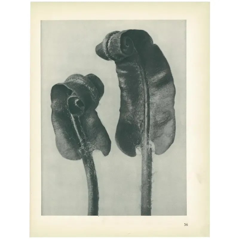 1928 Scolopendrium Vulgare, Original Period Photogravure N36 by Karl Blossfeldt - 4