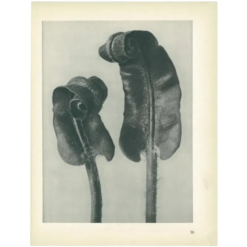 1928 Scolopendrium Vulgare, Original Period Photogravure N36 by Karl Blossfeldt - 5