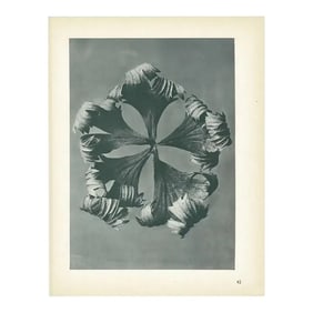 1928 Golden-Ball by Karl Blossfeldt, Original Period Photogravure N42